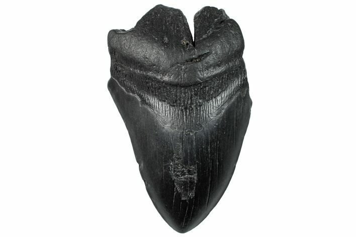 Partial, Fossil Megalodon Tooth - South Carolina #296150